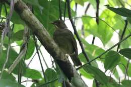 Image of Eurillas latirostris latirostris (Strickland 1844)