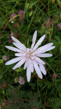 Image of Podospermum roseum (Waldst. & Kit.) Gemeinholzer & Greuter