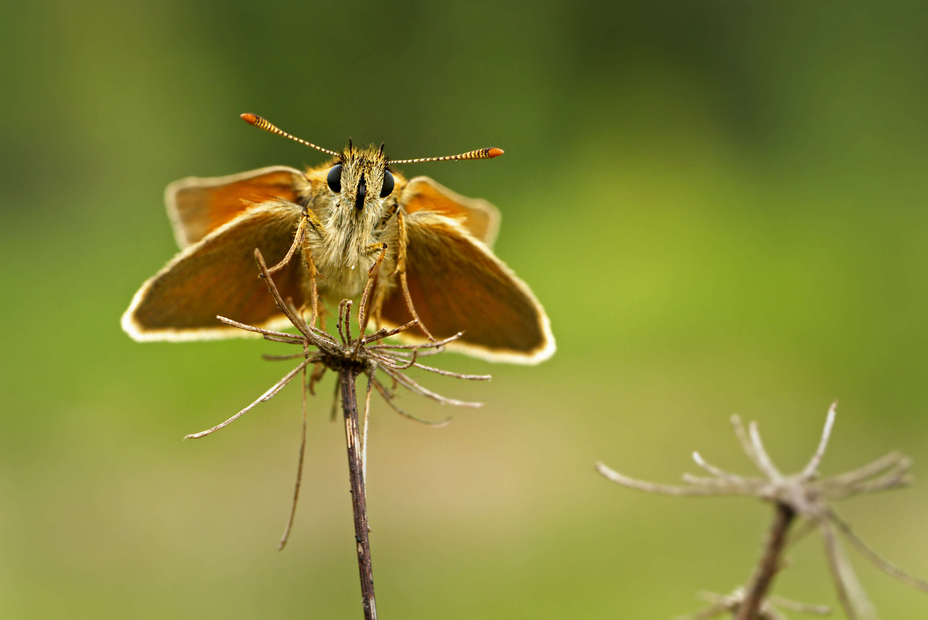 Image of small skipper