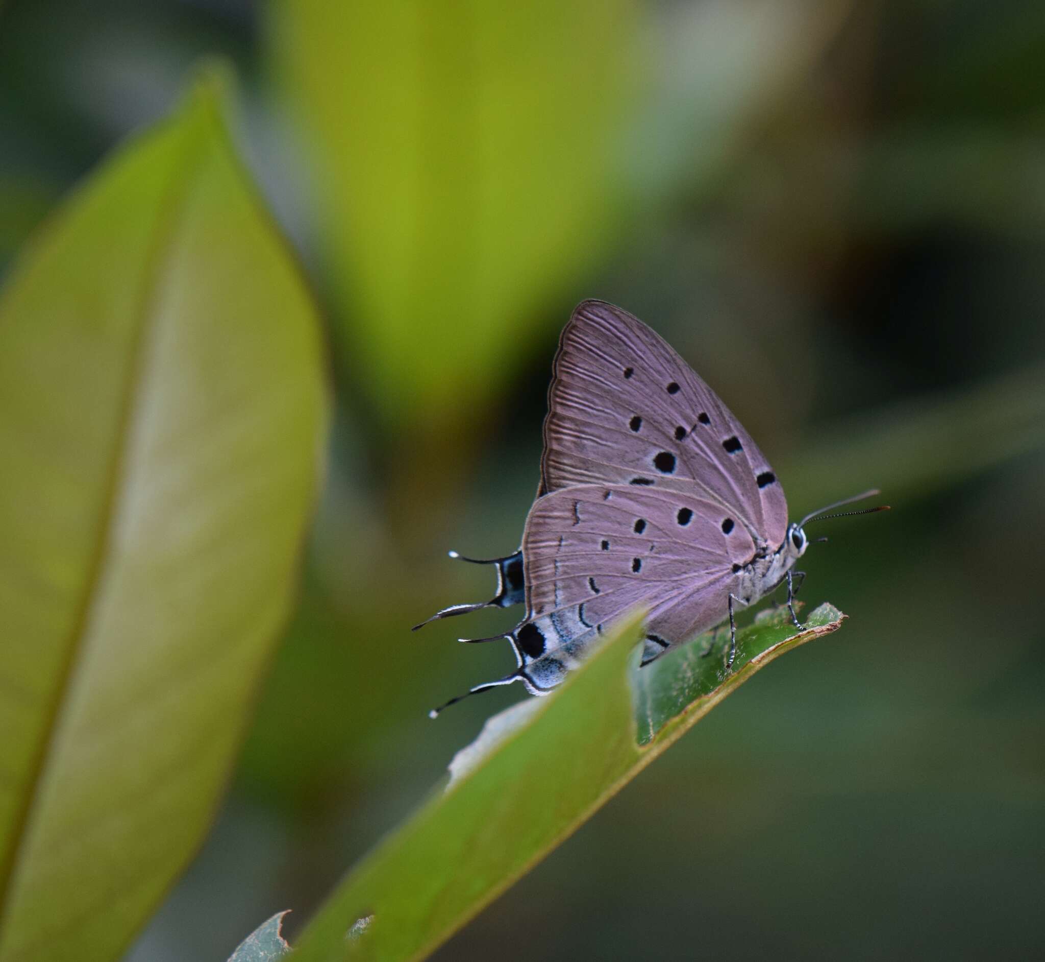 Imagem de Pseudolycaena marsyas (Linnaeus 1758)