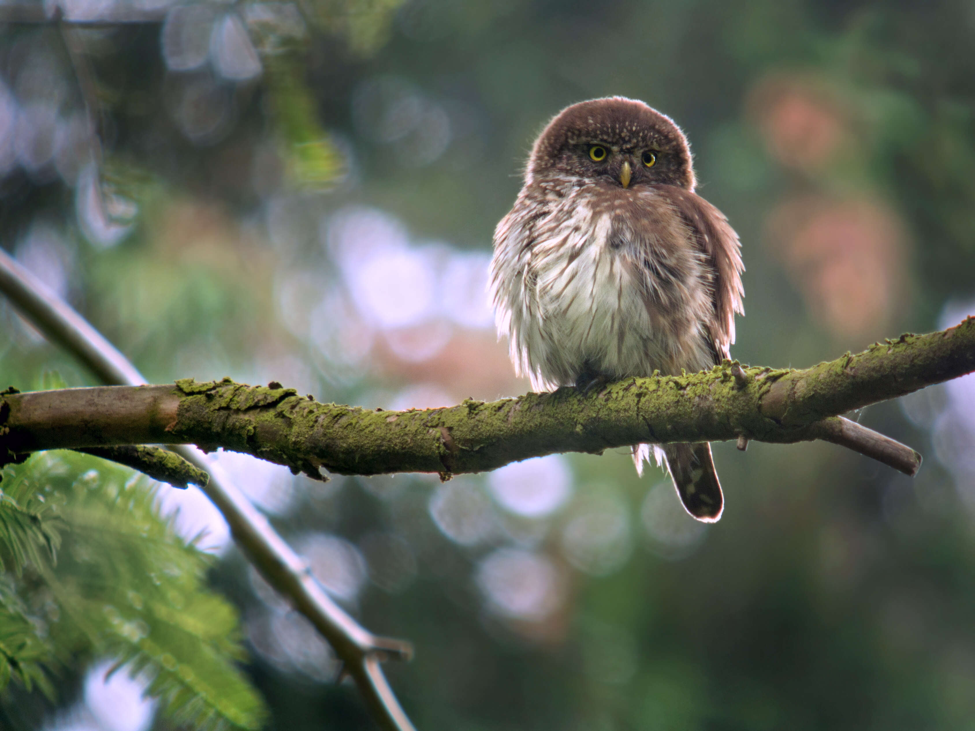 Image of Eurasian Pygmy Owl