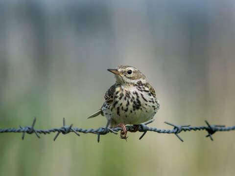 Imagem de Anthus pratensis (Linnaeus 1758)