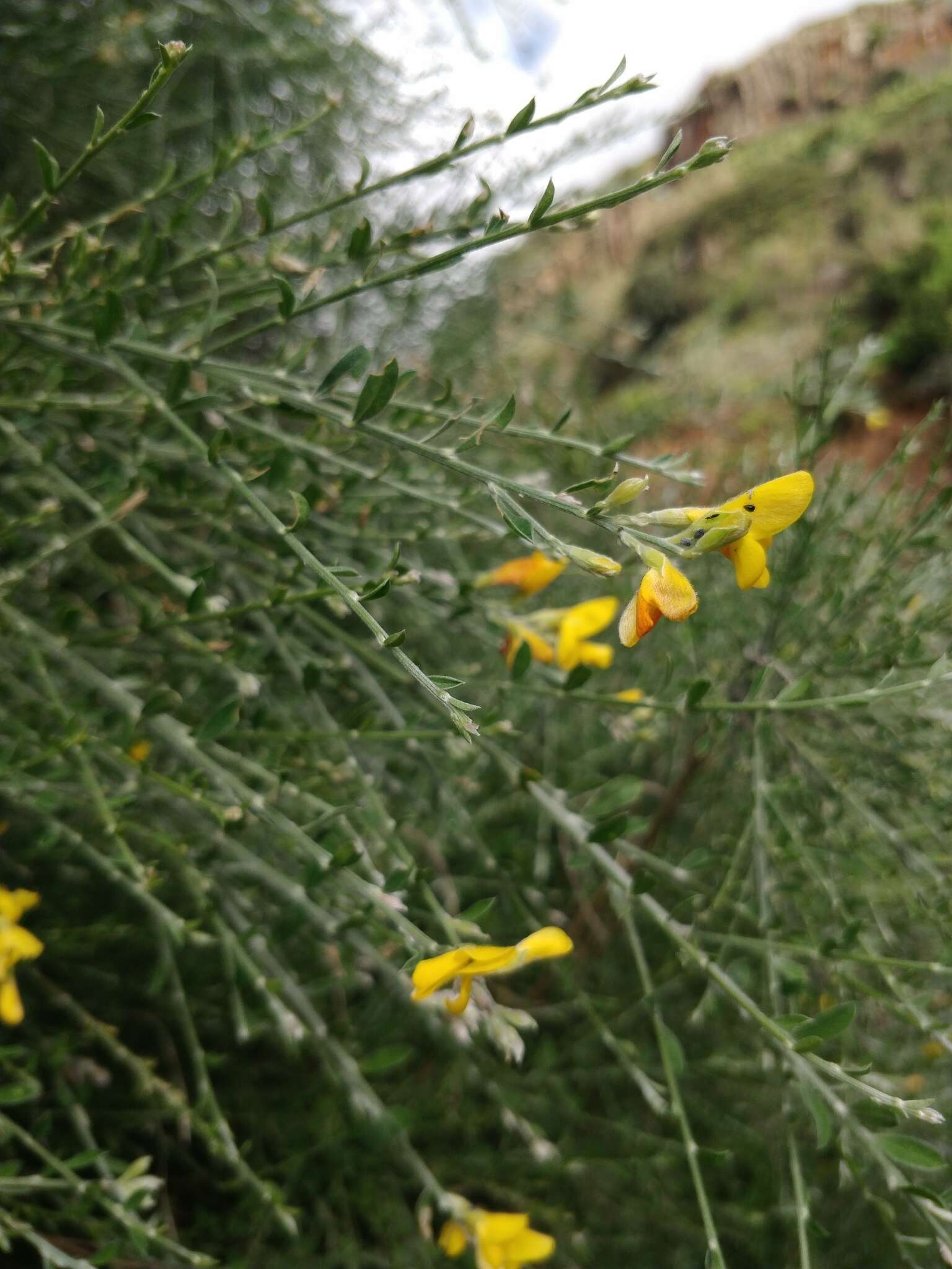 Image of Genista tenera (Murray) Kuntze