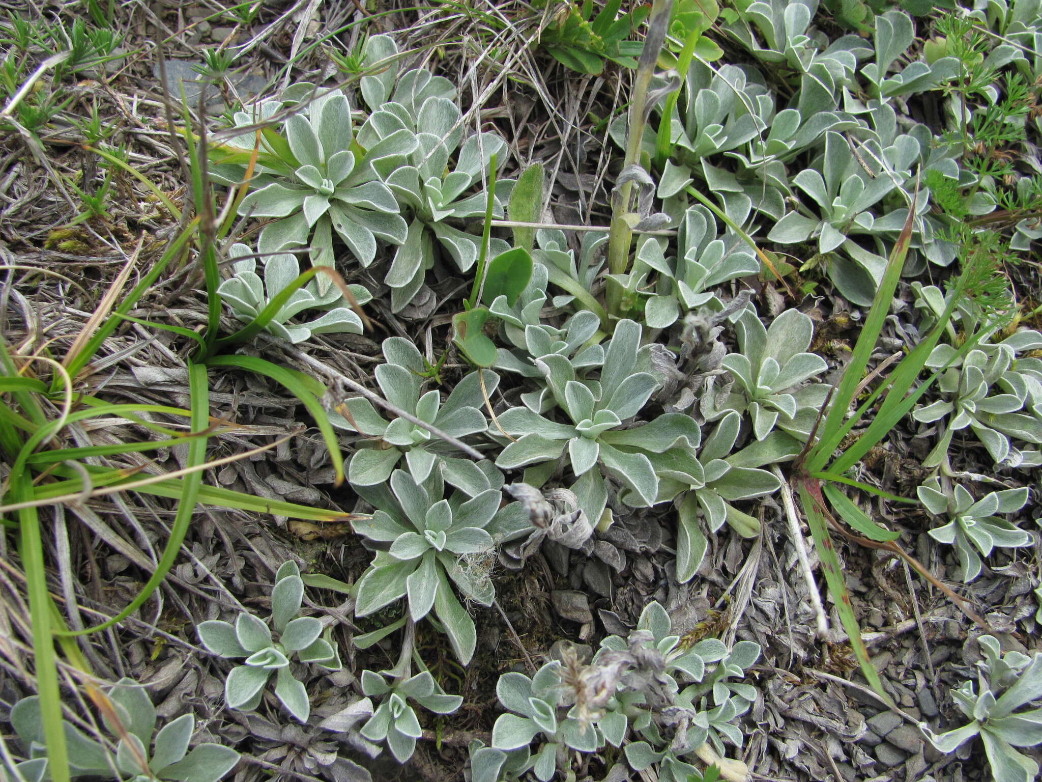 Image of Antennaria caucasica A. Boriss.