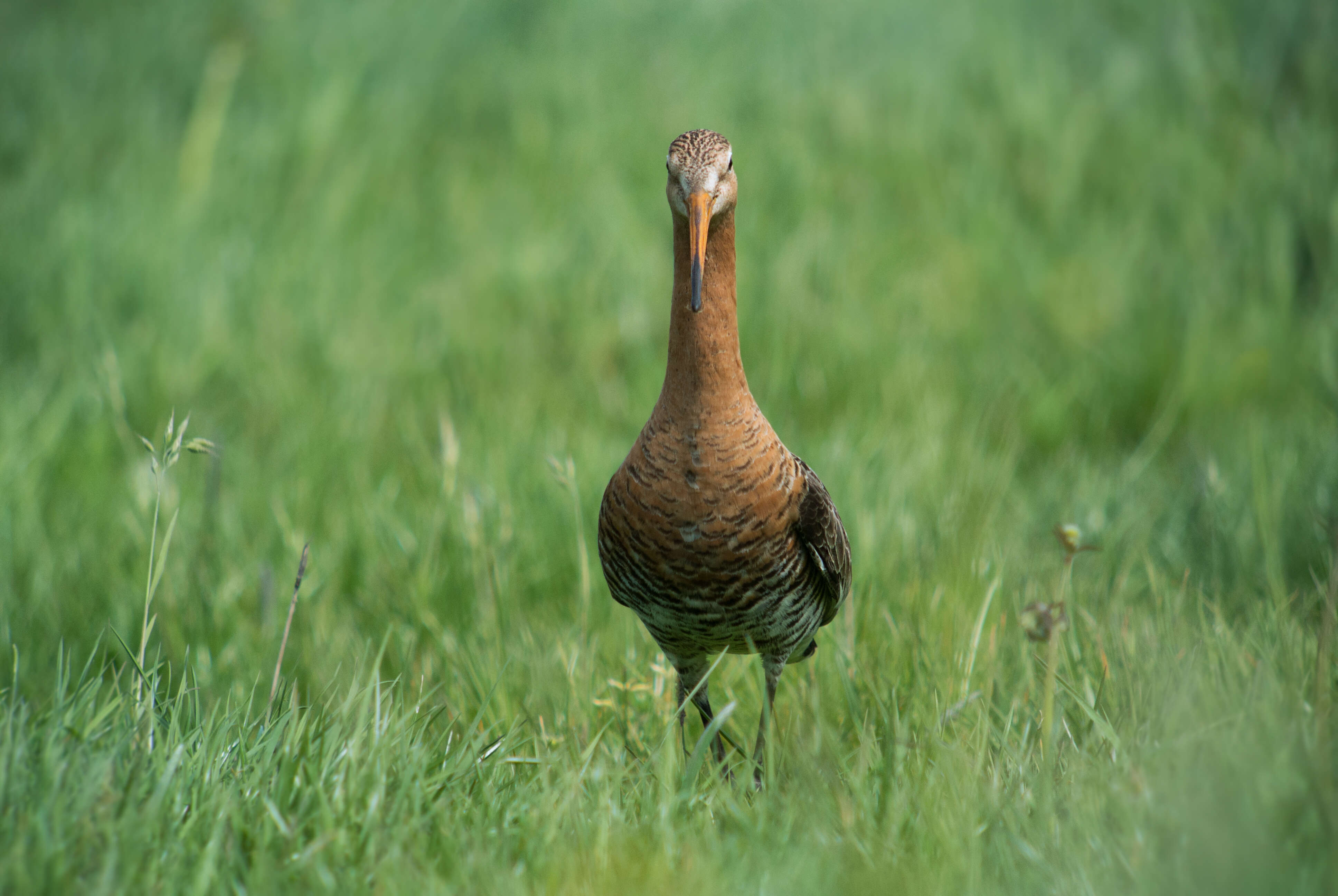 Image of Black-tailed Godwit