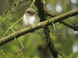 Image of Eurasian Pygmy Owl