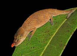 Image of Blade Chameleon