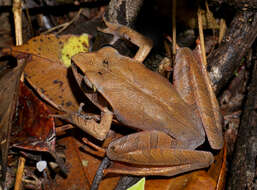 Image of Aglyptodactylus Boulenger 1918