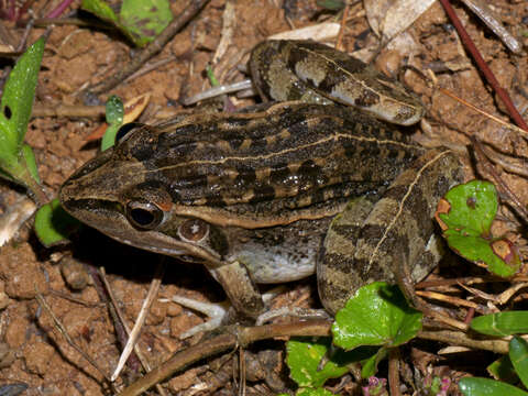 Image of Mascarene Grass Frog