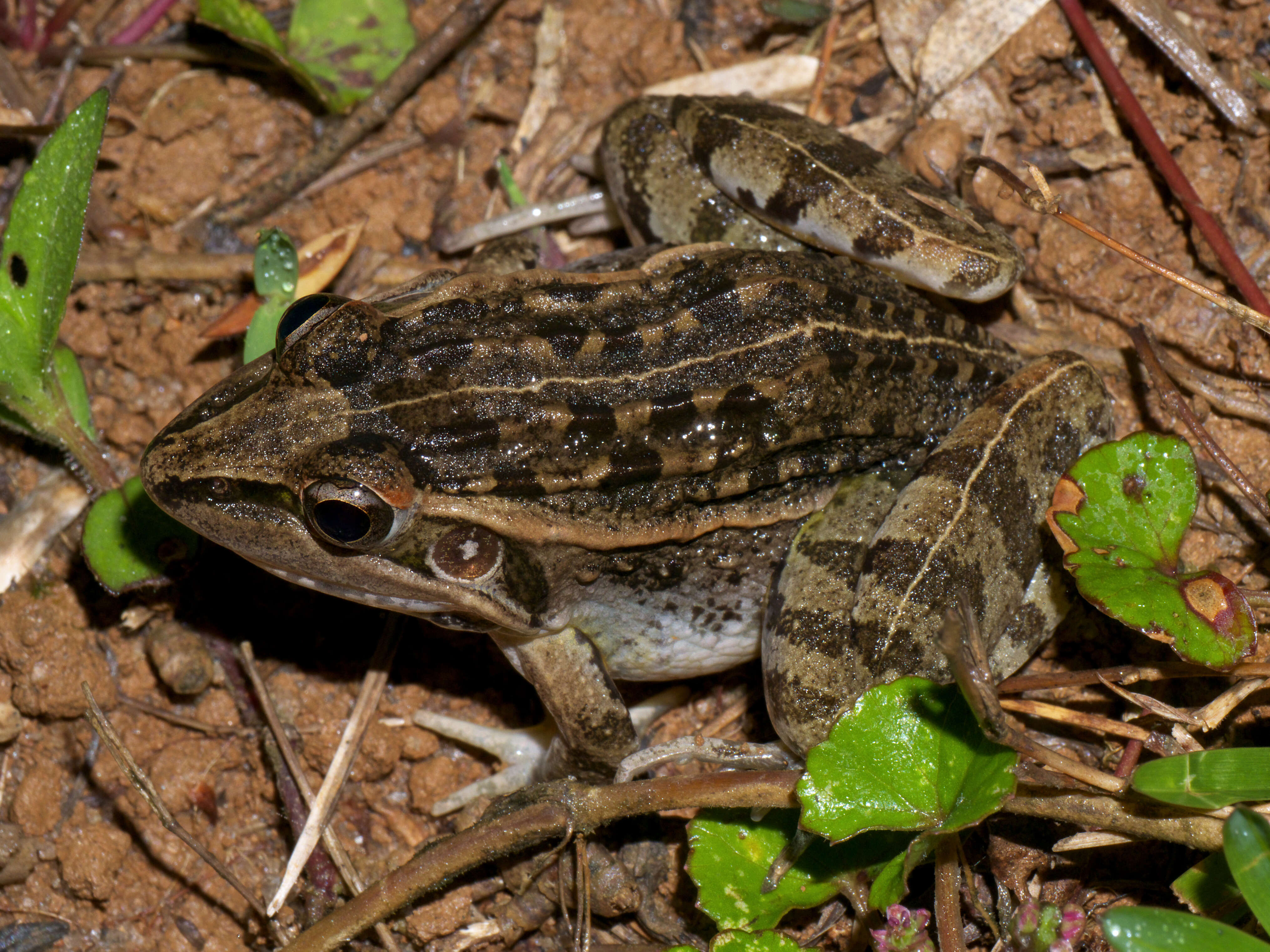 Image of Mascarene Grass Frog