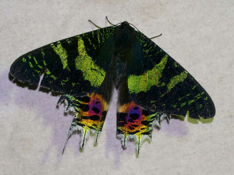 Image of Madagascan Sunset Moth