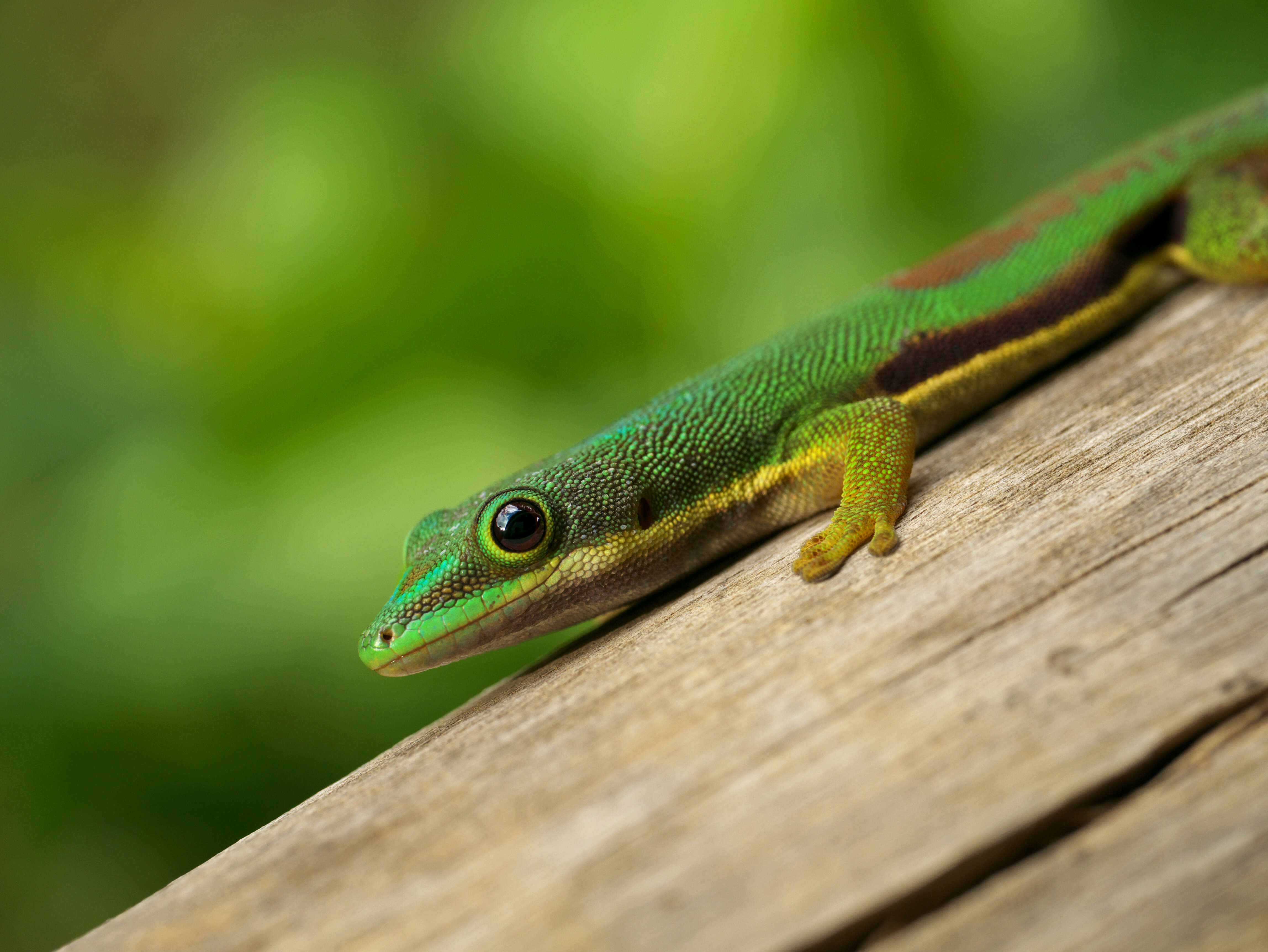 Plancia ëd Phelsuma lineata Gray 1842