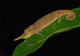 Image of Blade Chameleon