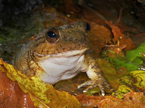 Image of Grandidier's Madagascar Frog