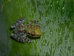 Image of Tsarafidy Madagascar Frog