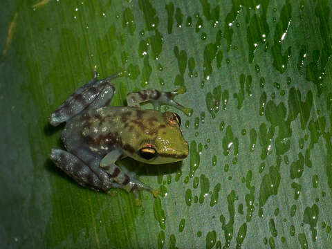 Image of Tsarafidy Madagascar Frog