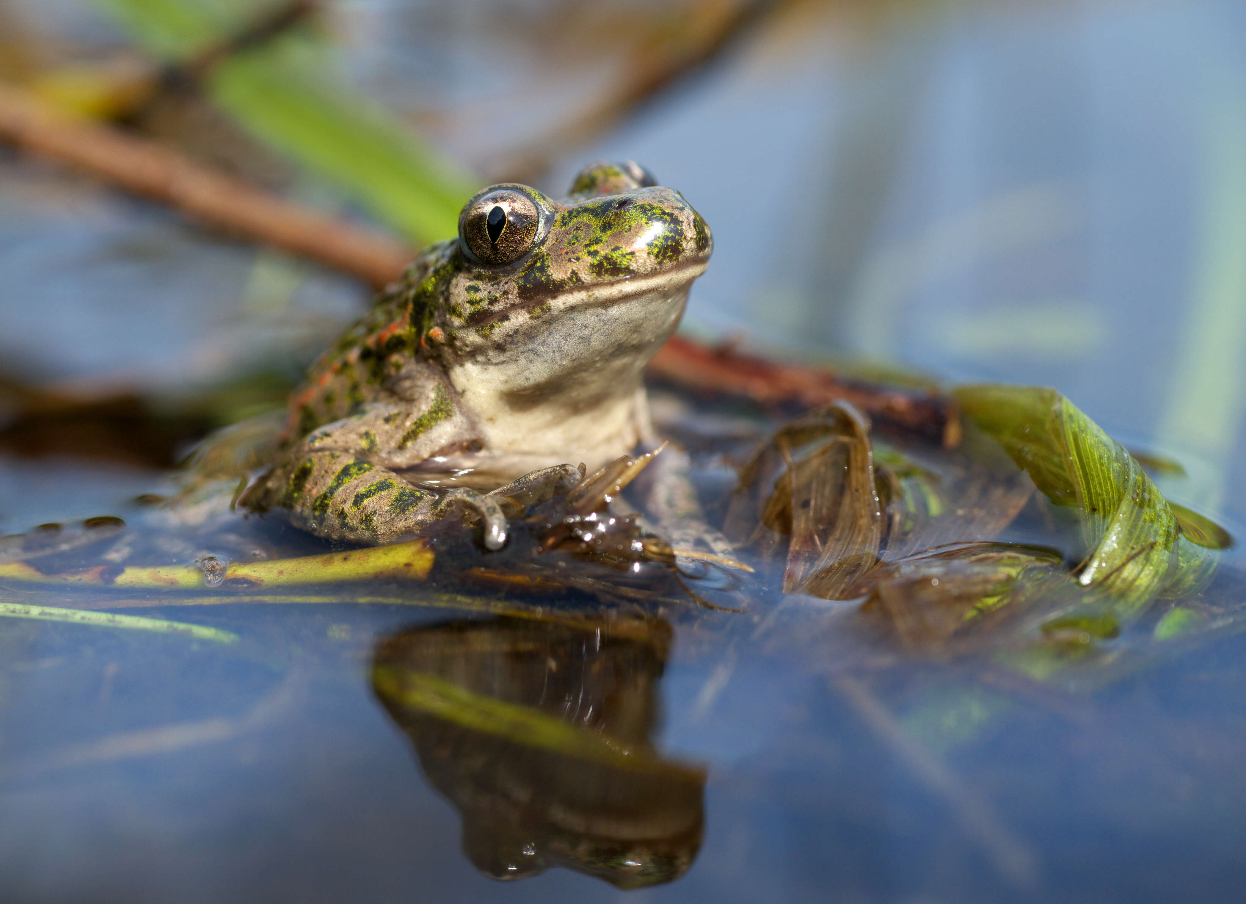 Image of Parsley Frog