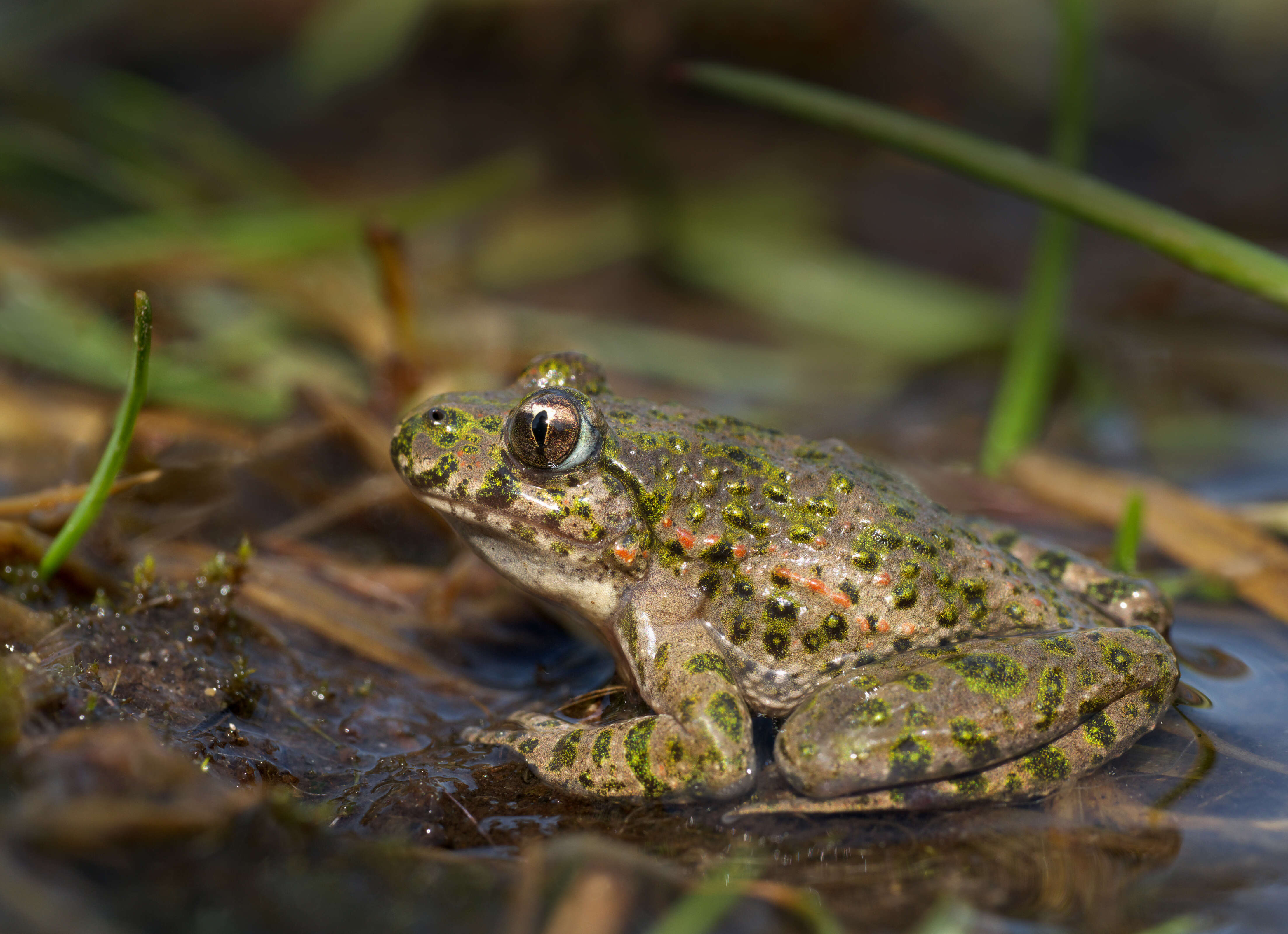 Image of Parsley Frog