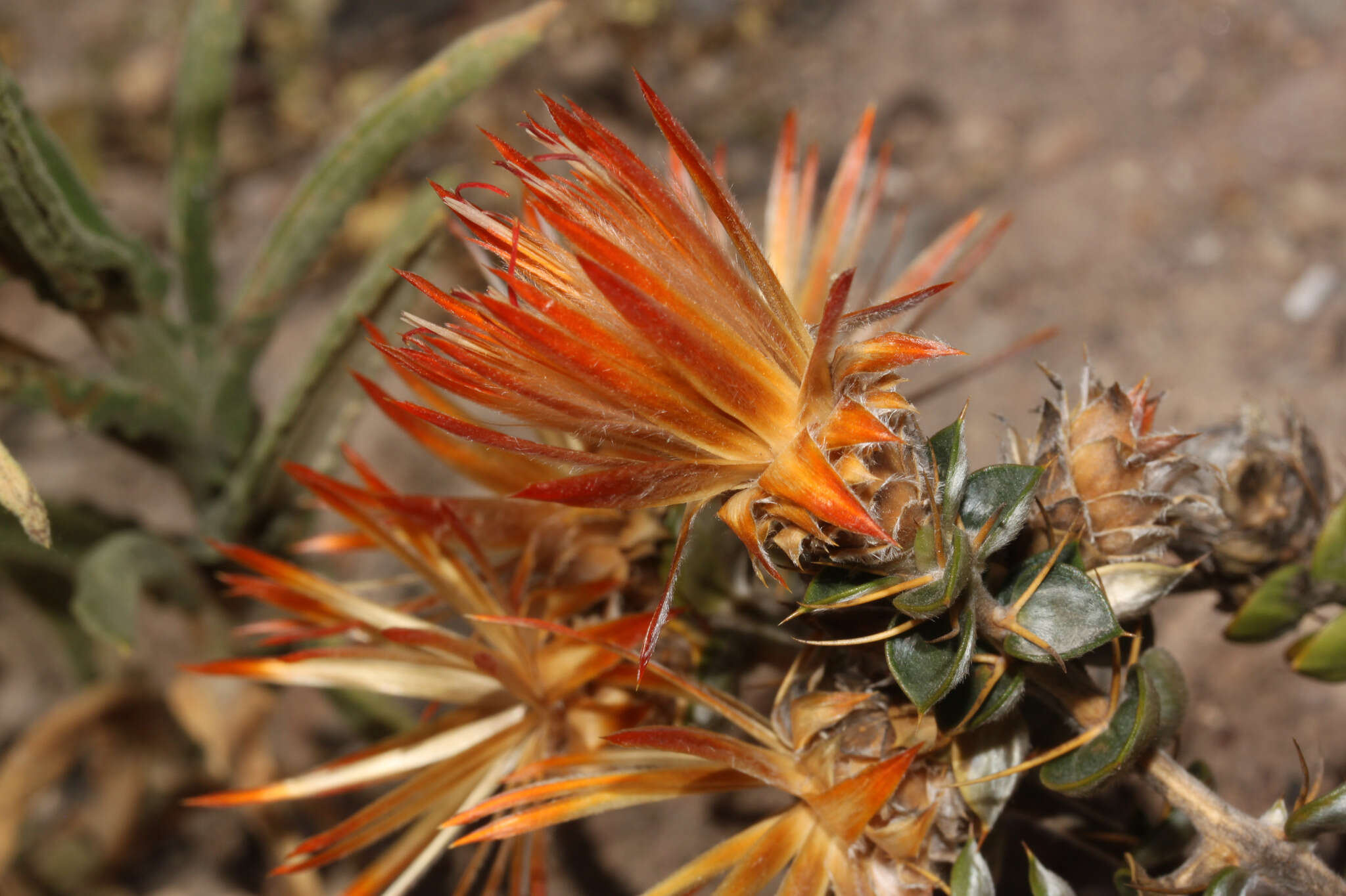 Image of Chuquiraga spinosa D. Don