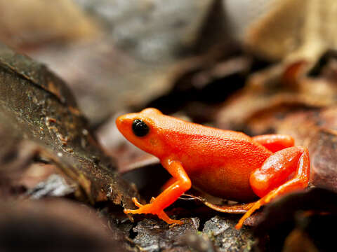 Image of Ginger Tree Frog