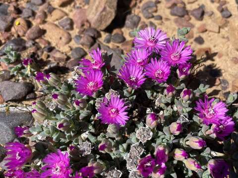 Image of Antimima minutifolia (L. Bol.) H. E. K. Hartmann