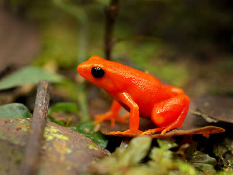 Image of Ginger Tree Frog