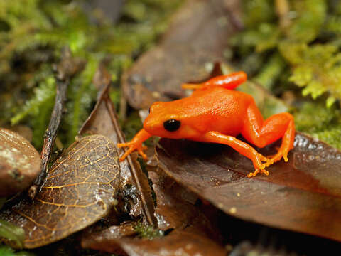 Image of Ginger Tree Frog