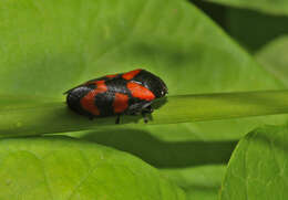 Image of Red-and-black Froghopper