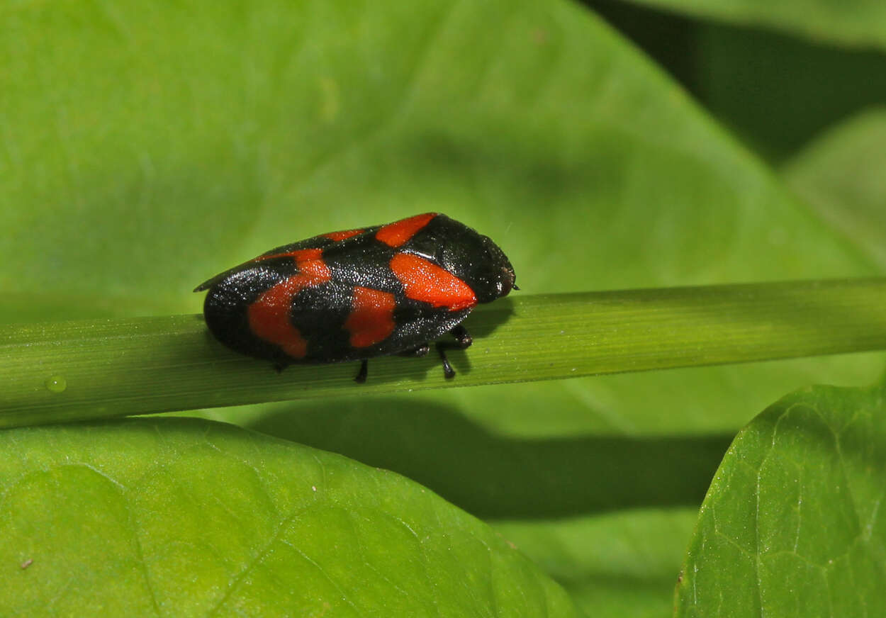 Image of Red-and-black Froghopper