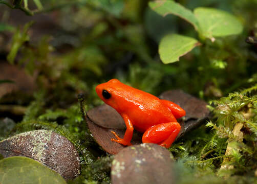 Image of Ginger Tree Frog