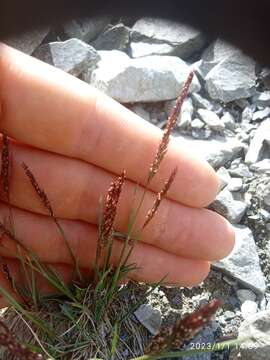 Image of Agrostis muelleriana Vickery