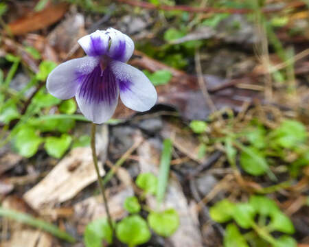 Image of Ivy-leaved Violet