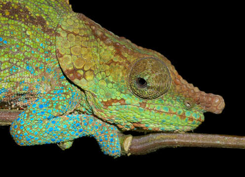 Image of Blue-legged chameleon