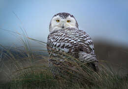 Image of Snowy Owl