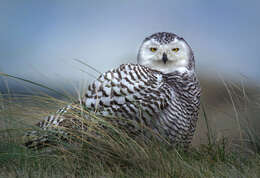 Image of Snowy Owl