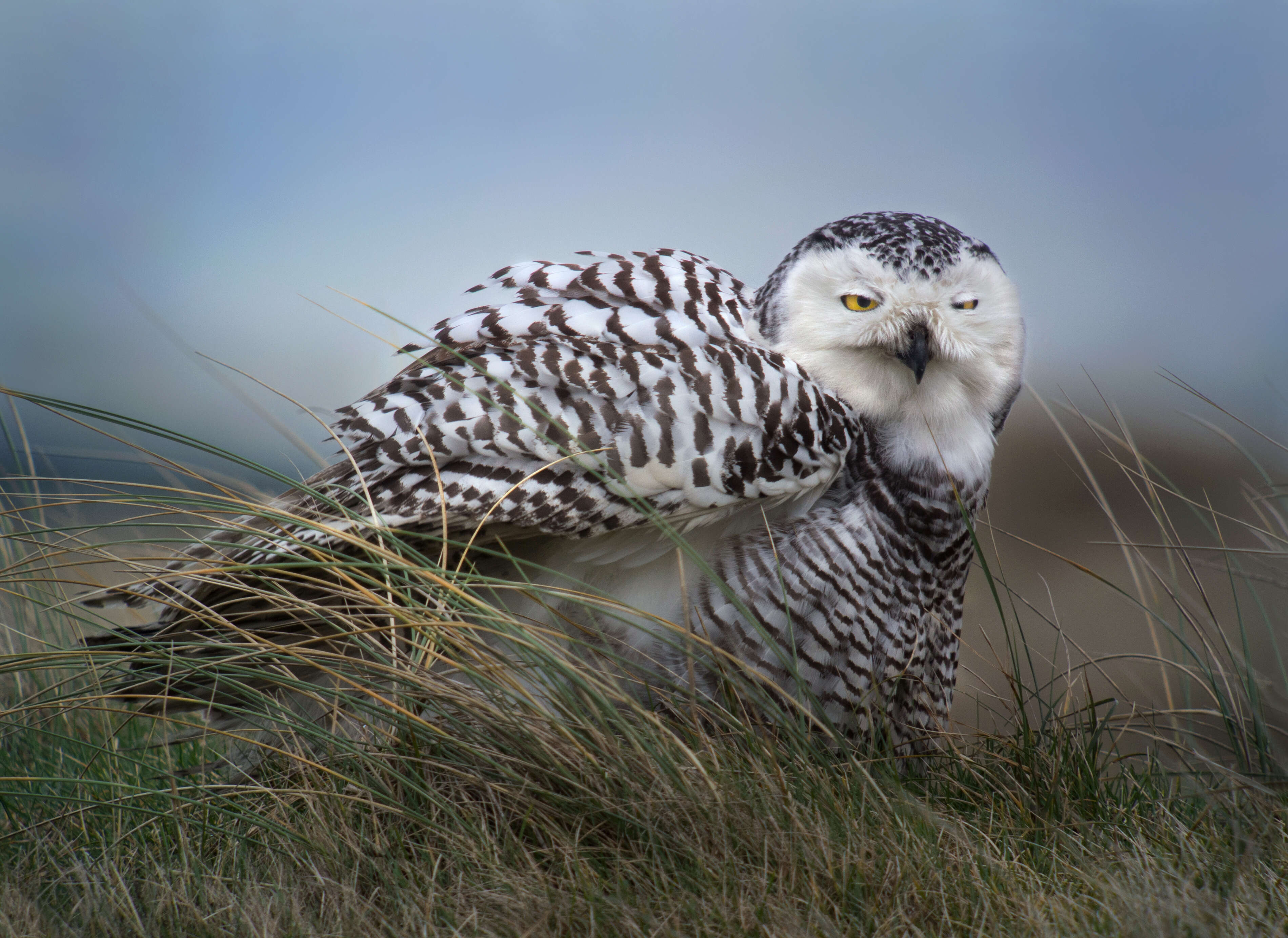 Image of Snowy Owl