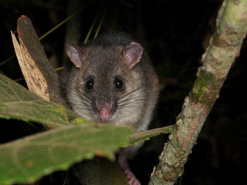 Image of tufted-tailed rat