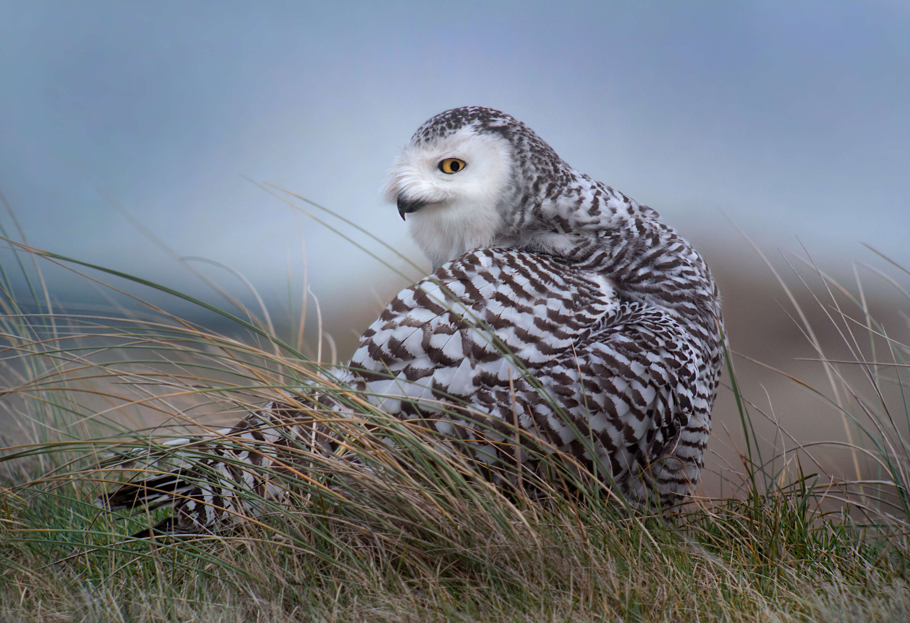 Image of Snowy Owl