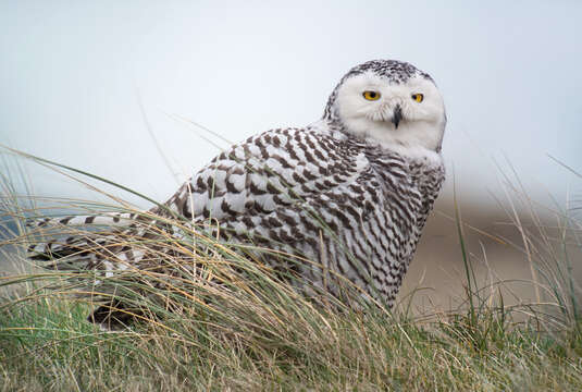 Image of Snowy Owl