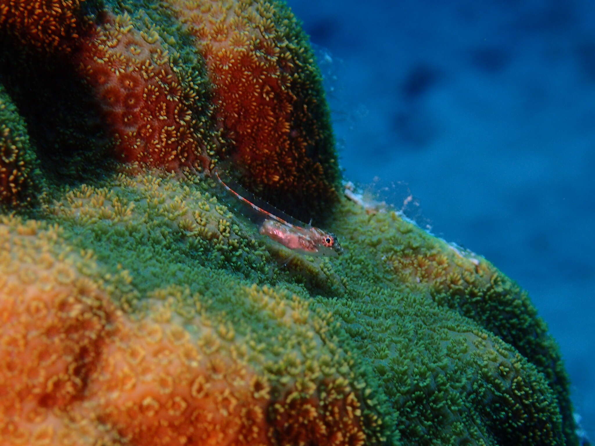 Image of Blackhead blenny