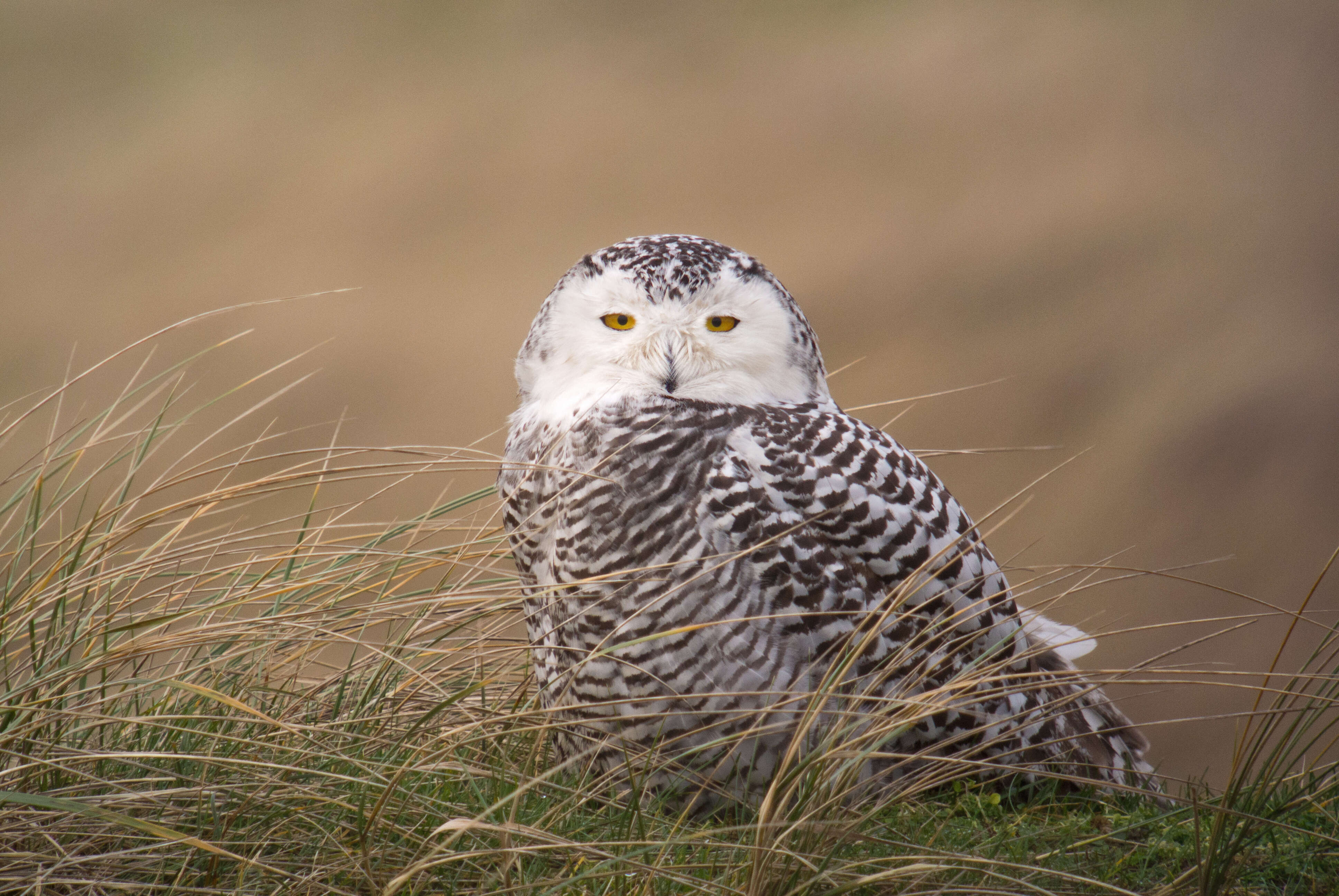 Image of Snowy Owl