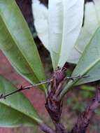 Image of Campylospermum anceps (Baker) H. Perrier