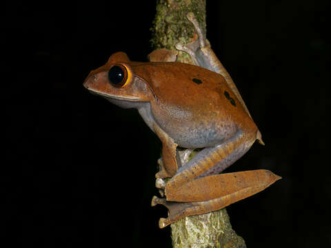 Image of Madagascar Bright-eyed Frog