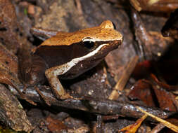 Image of Mantidactylus melanopleura (Mocquard 1901)