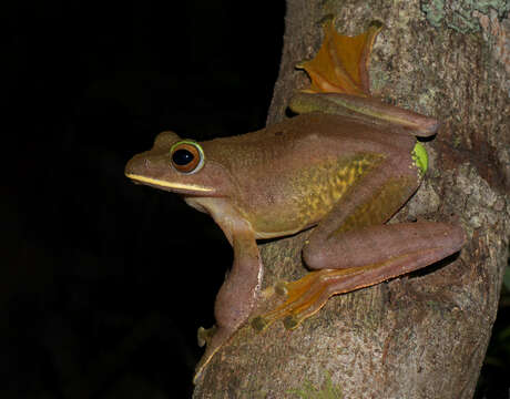 Image de Boophis albilabris (Boulenger 1888)