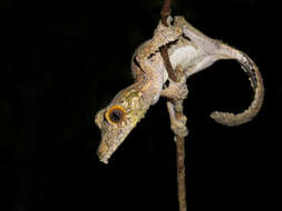 Image of Southern Flat-tail Gecko