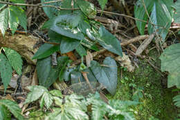 Imagem de Asarum caudigerum Hance