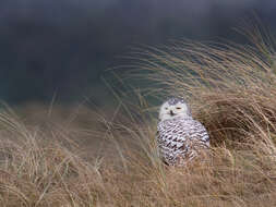 Imagem de Bubo scandiacus (Linnaeus 1758)