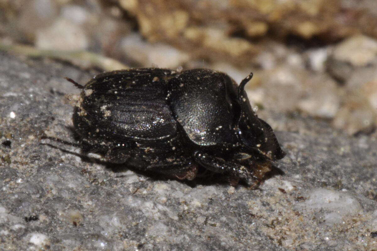 صورة Onthophagus (Palaeonthophagus) verticicornis (Laicharting 1781)