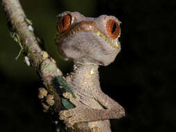Image of Satanic leaf-tailed gecko
